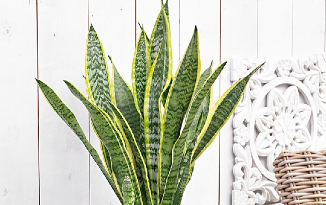 Эти комнатные растения эффективно очищают воздух в помещении