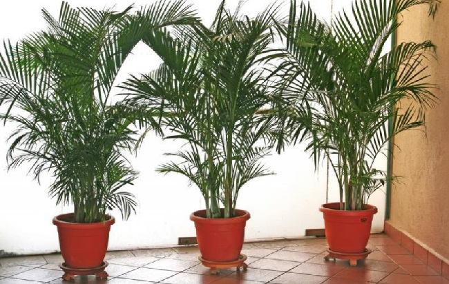 Эти комнатные растения эффективно очищают воздух в помещении