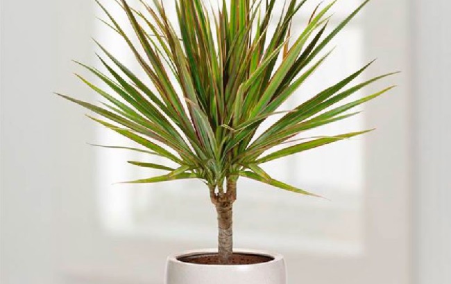 Эти комнатные растения эффективно очищают воздух в помещении