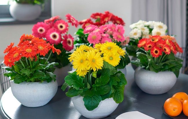 Эти комнатные растения эффективно очищают воздух в помещении