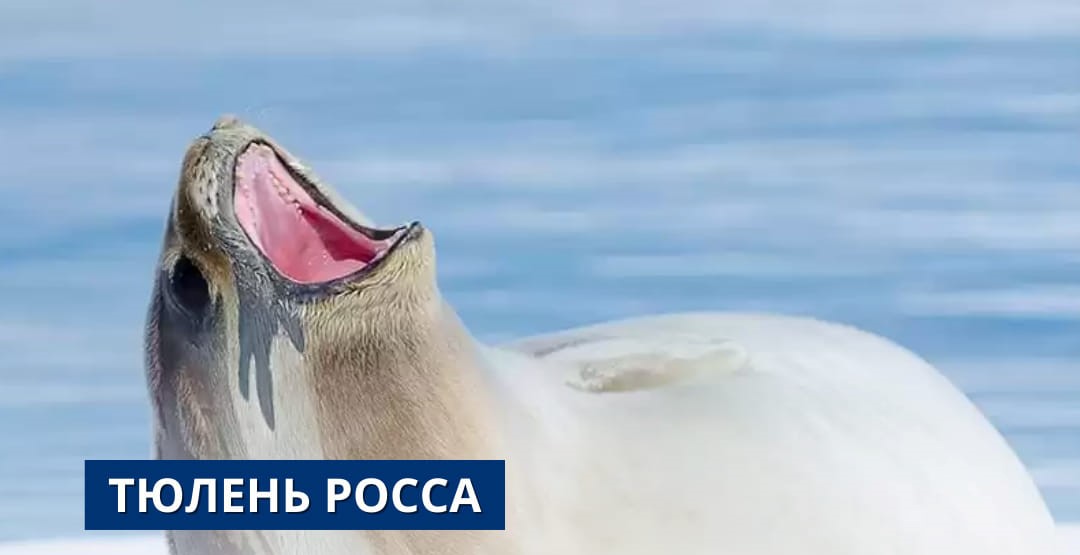 Українські полярники показали тюленя, який "збирає в гарем до 100 самиць": неймовірні фото