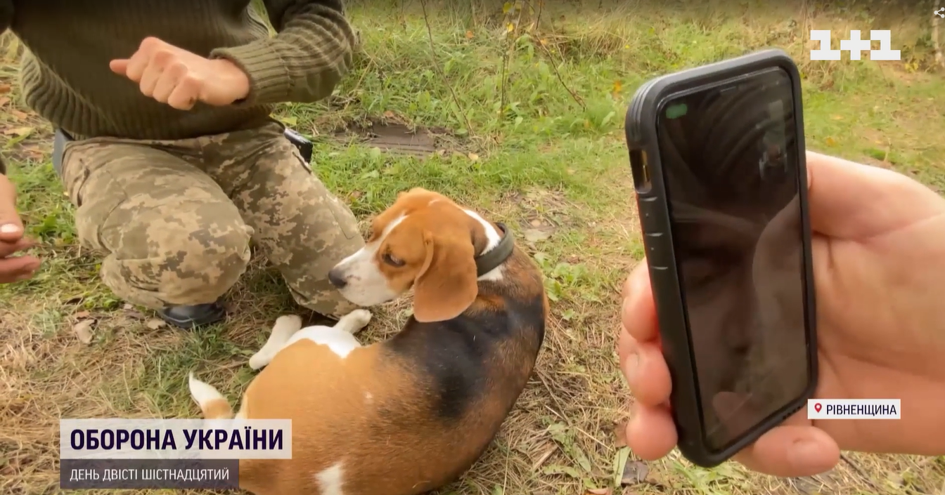 Краде шкарпетки та попереджає про наближення ракети: військові показали свого пса-талісмана