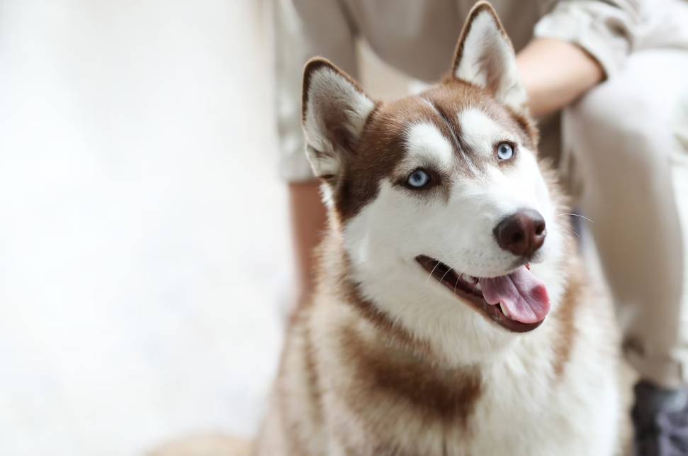 Можуть не поладнати. Які породи собак не тільки не люблять дітей, а й можуть стати небезпечними