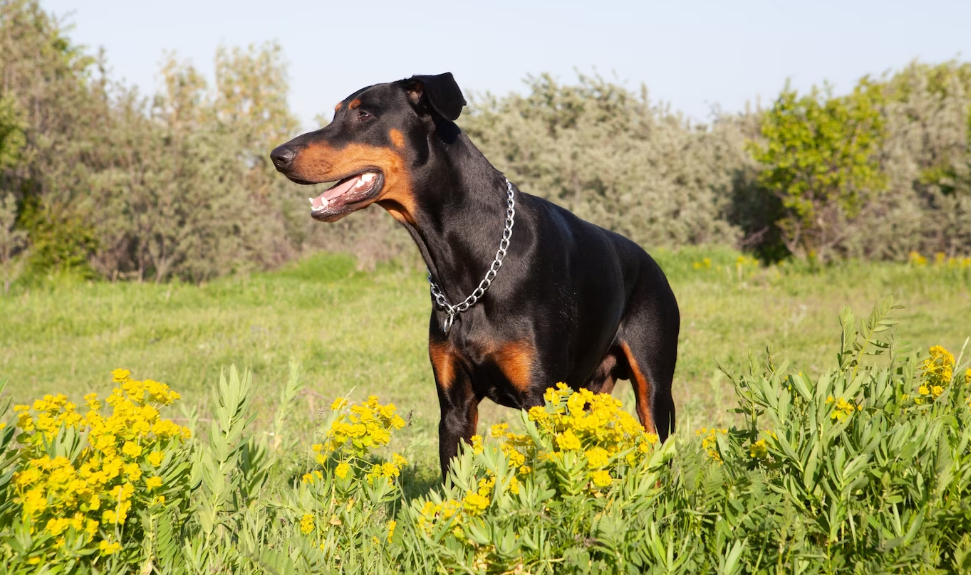 Можуть не поладнати. Які породи собак не тільки не люблять дітей, а й можуть стати небезпечними