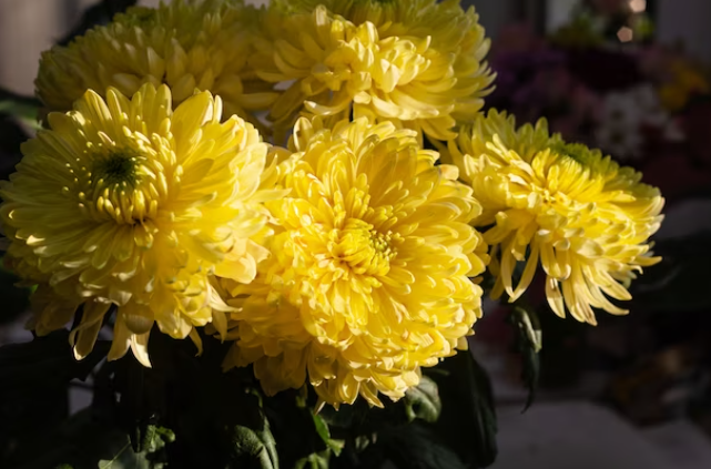 Эти комнатные растения эффективно очищают воздух в помещении