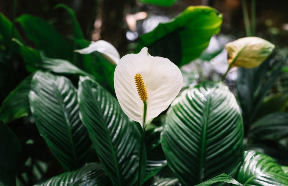 Эти комнатные растения эффективно очищают воздух в помещении