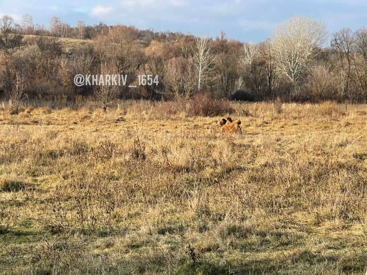 Под Харьковом на поле пасется верблюд: "глобальное потепление докатилось" (фото)