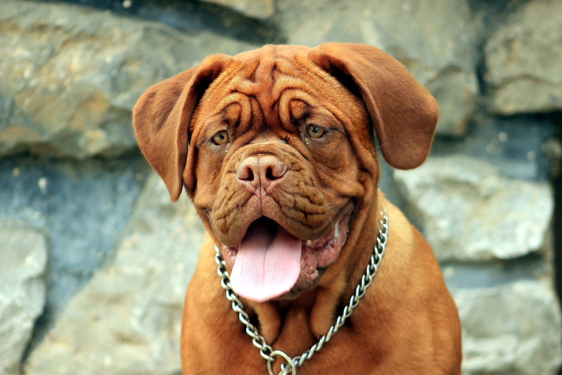 5 порід собак, які вважаються найдорожчими у світі (фото)