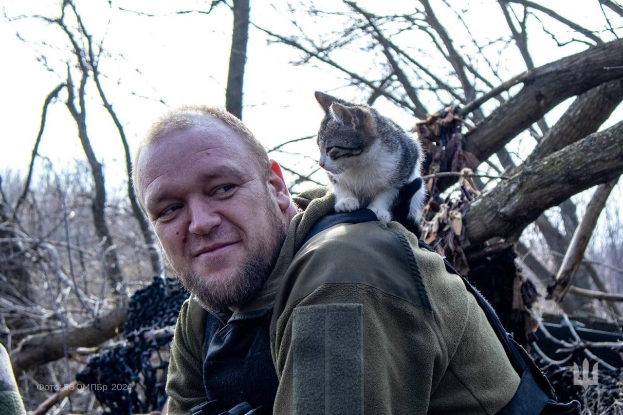 Военные показали "фронтовых" котиков. Ничего милее вы сегодня точно не увидите