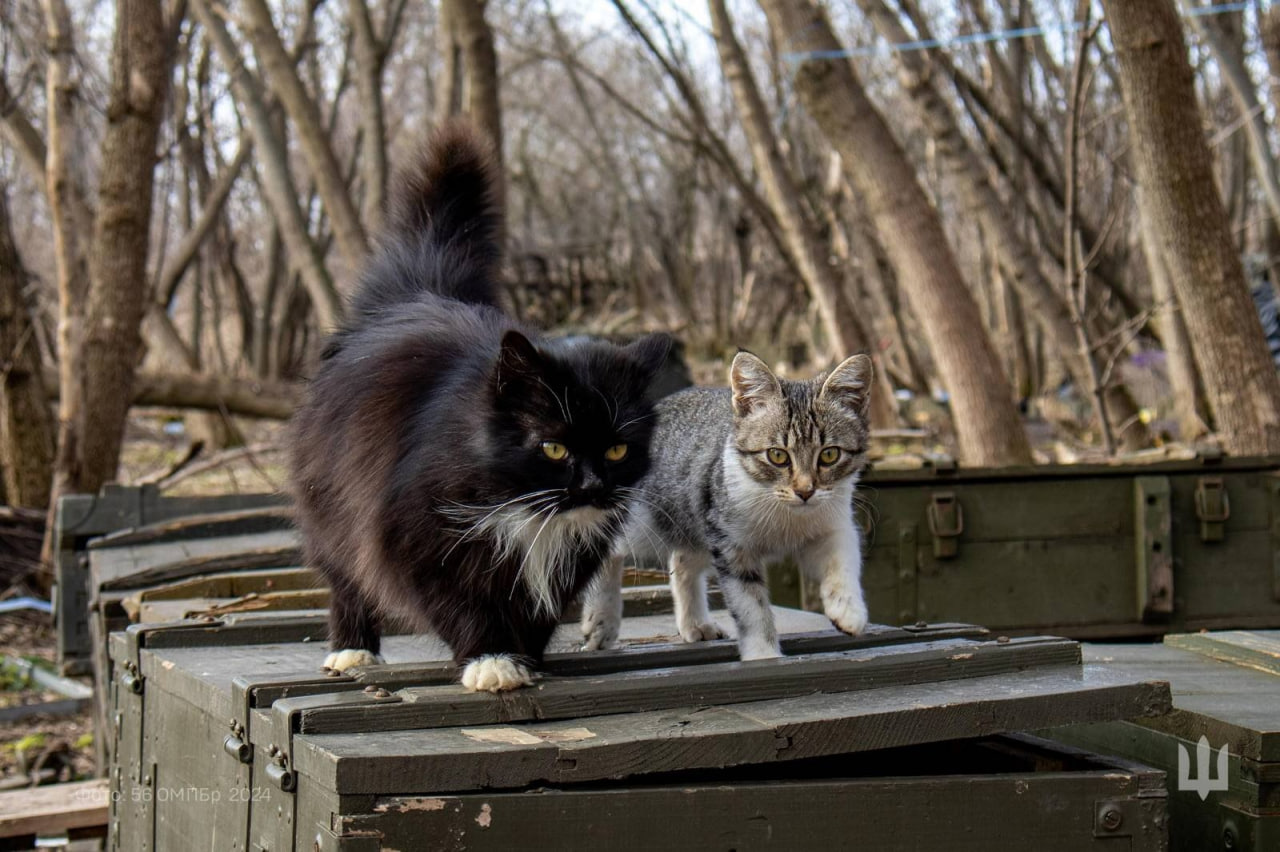 Военные показали "фронтовых" котиков. Ничего милее вы сегодня точно не увидите
