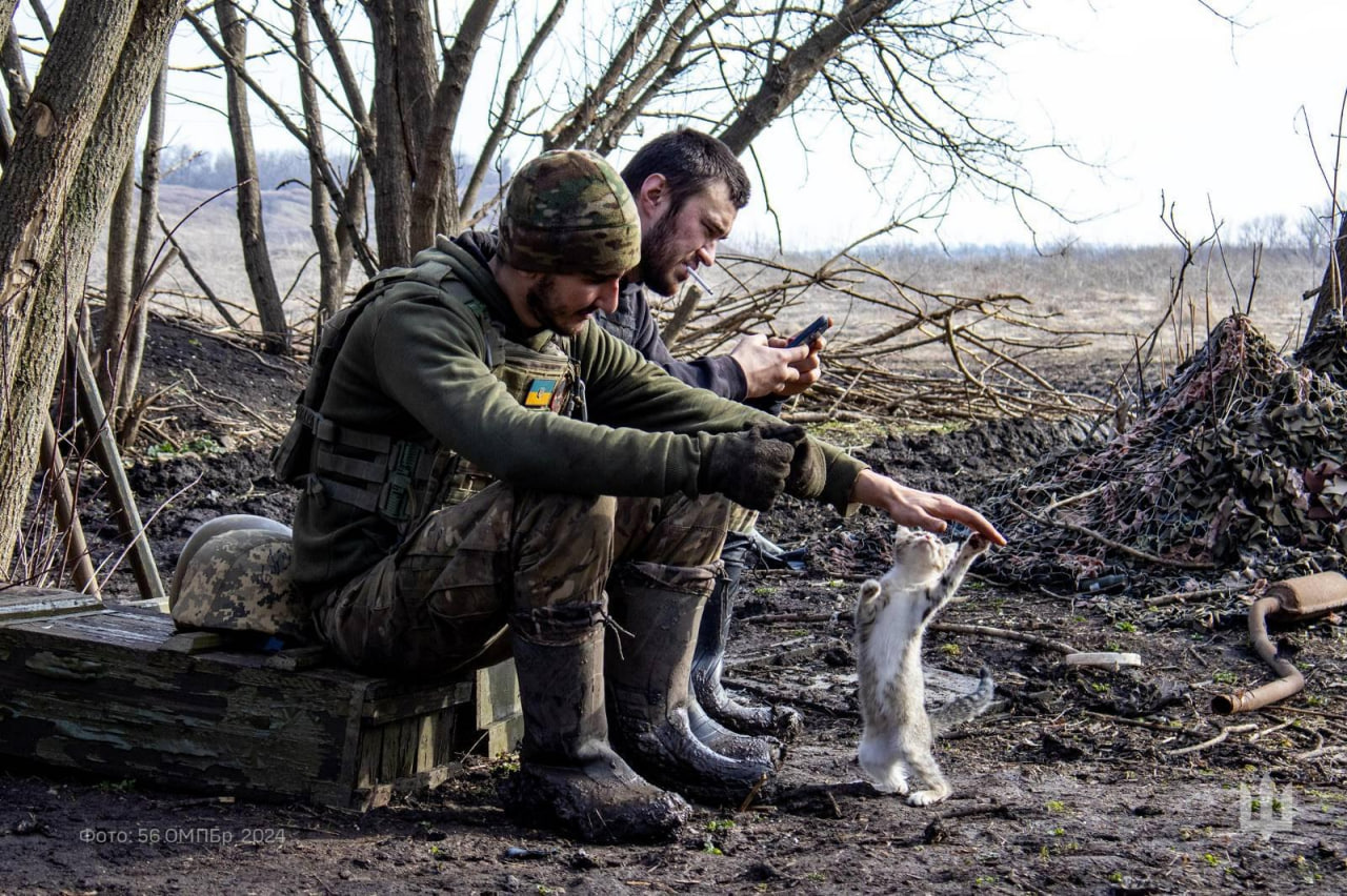 Военные показали "фронтовых" котиков. Ничего милее вы сегодня точно не увидите