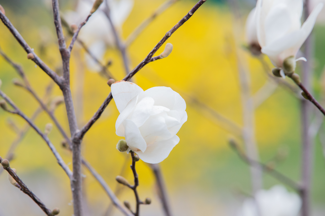 В Киеве начали цвести сакуры и магнолии: невероятно красивые фото
