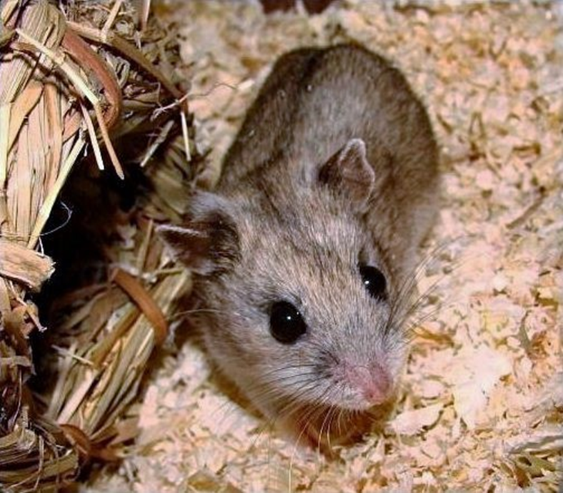 8 мелких грызунов, которые могут стать вашими любимцами