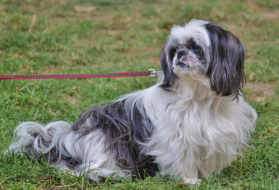 Можуть не поладнати. Які породи собак не тільки не люблять дітей, а й можуть стати небезпечними