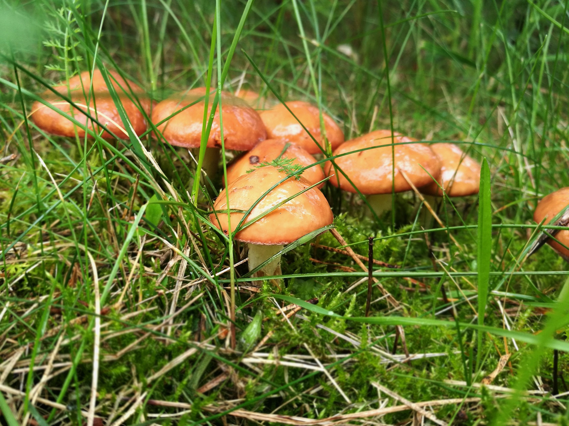 5 вкусных грибов, которые можно собирать уже в сентябре