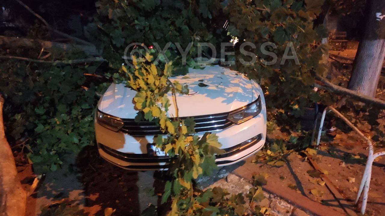 В Одессе дерево упало на припаркованные машины и раздавило семь авто (фото)
