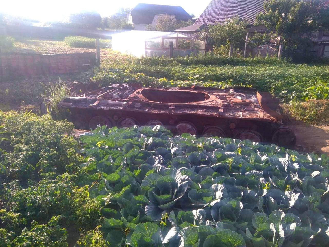 Українка висадила капусту навколо знищеного на городі танка окупантів: фото здивувало мережу