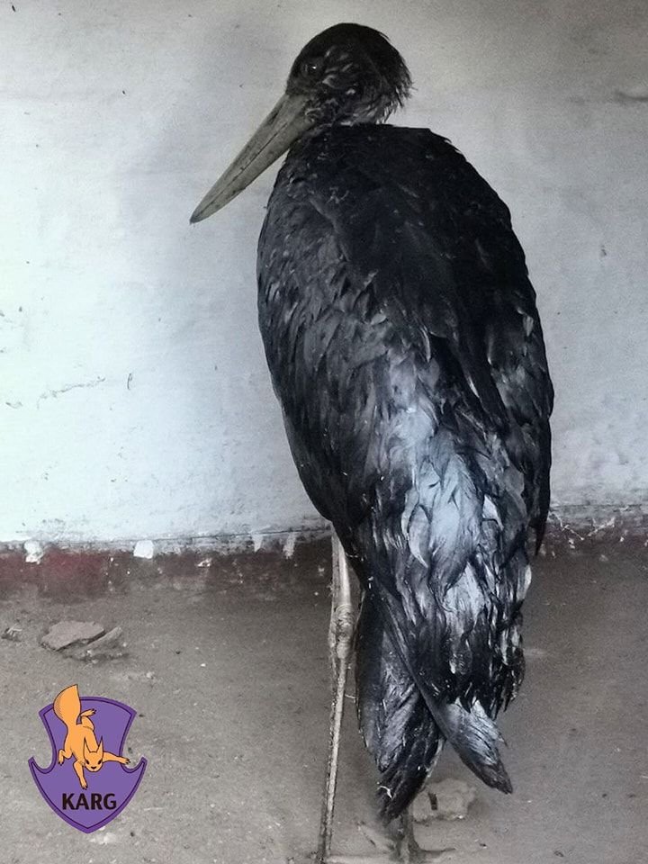 Краснокнижный аист в Киевской области попал в беду и пришел за помощью к людям: что с ним случилось (фото)
