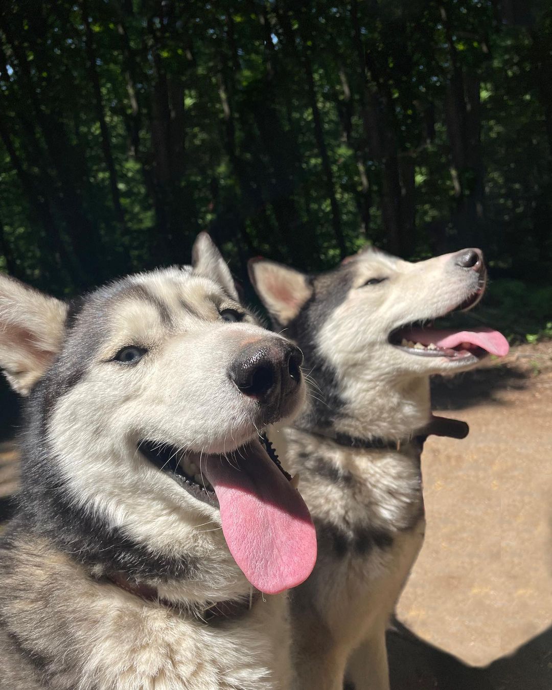 Кияни можуть взяти під опіку песика або кота: як це зробити