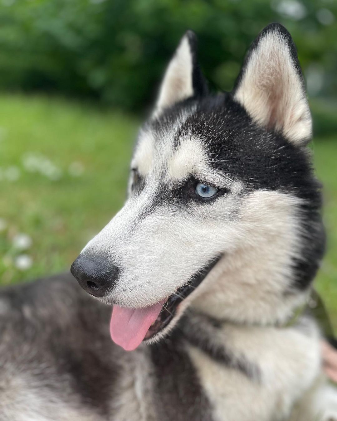 Кияни можуть взяти під опіку песика або кота: як це зробити