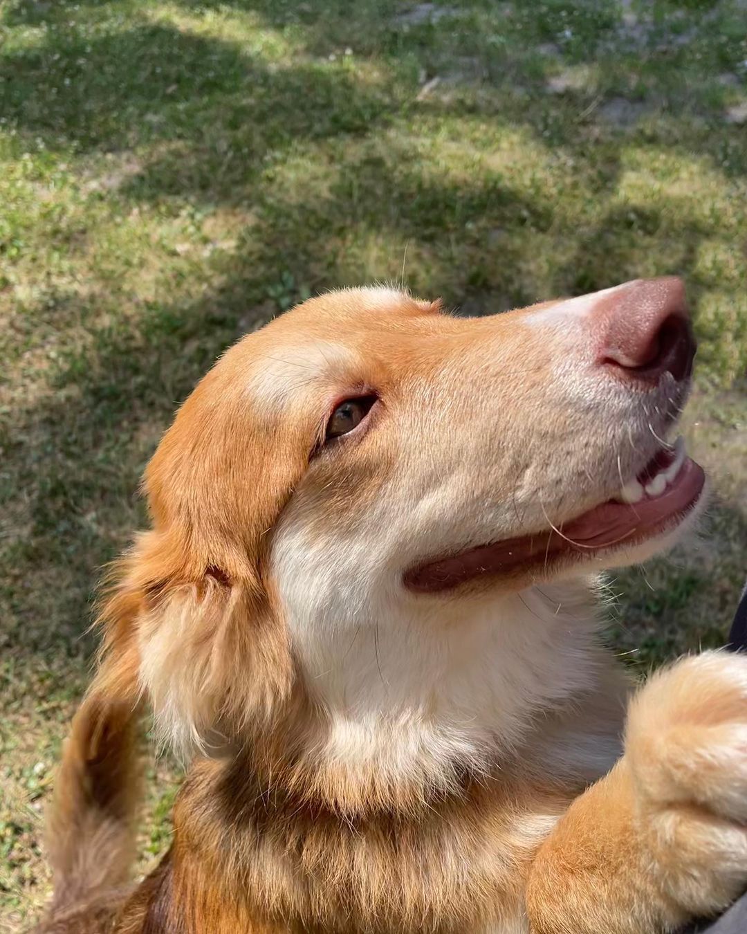 Кияни можуть взяти під опіку песика або кота: як це зробити