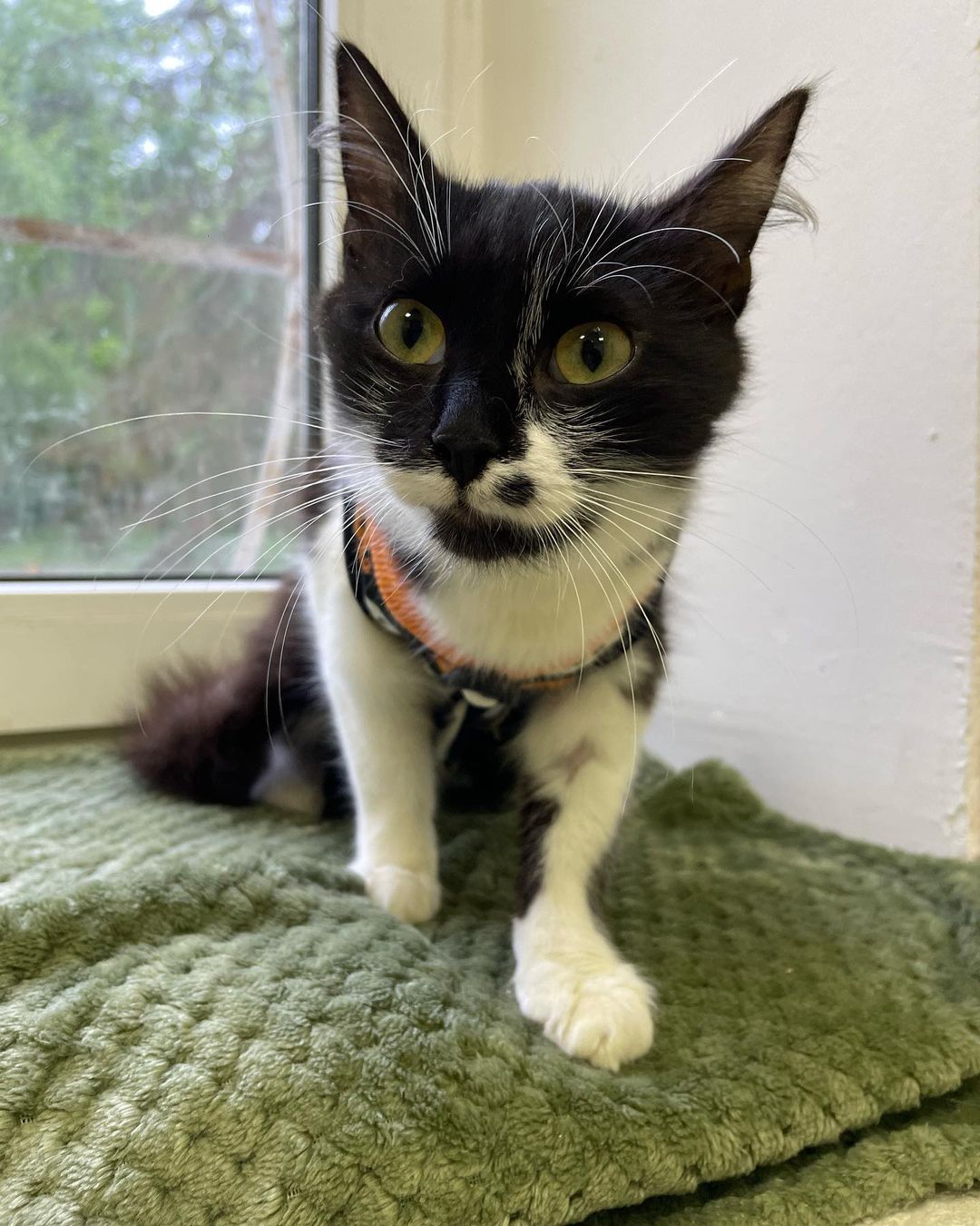 Кияни можуть взяти під опіку песика або кота: як це зробити