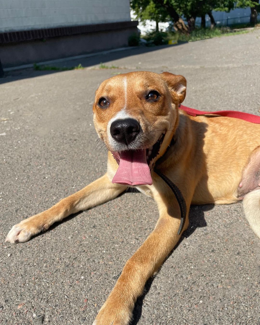 Кияни можуть взяти під опіку песика або кота: як це зробити