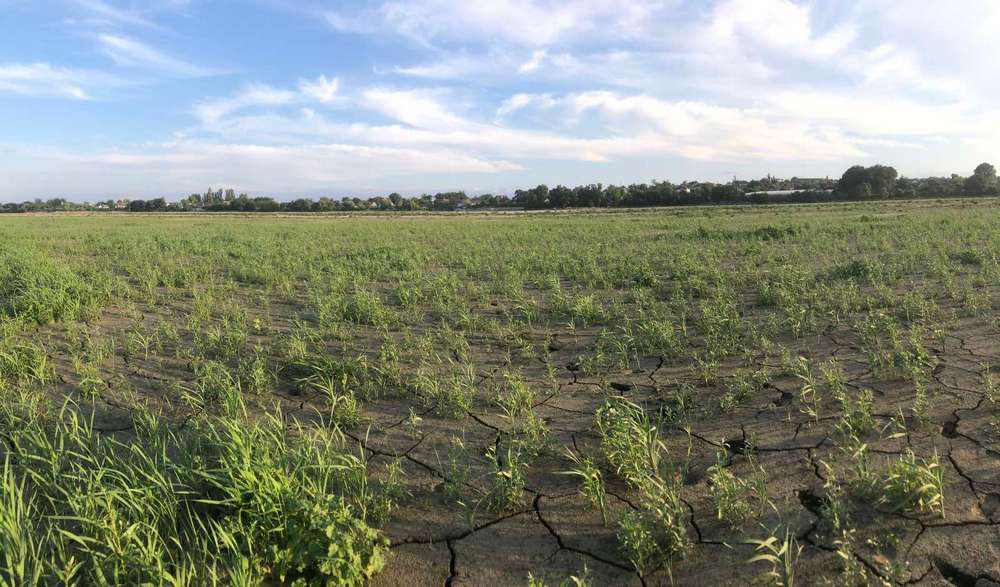 На дні Каховського водосховища утворилися городи: там не лише картопля (фото)
