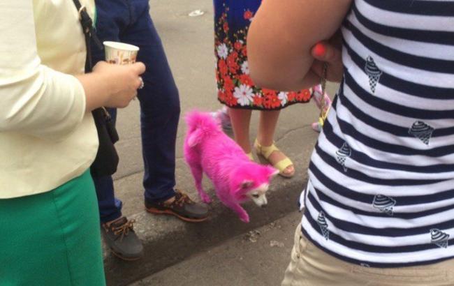 По улицам Киева разгуливает розовый пес